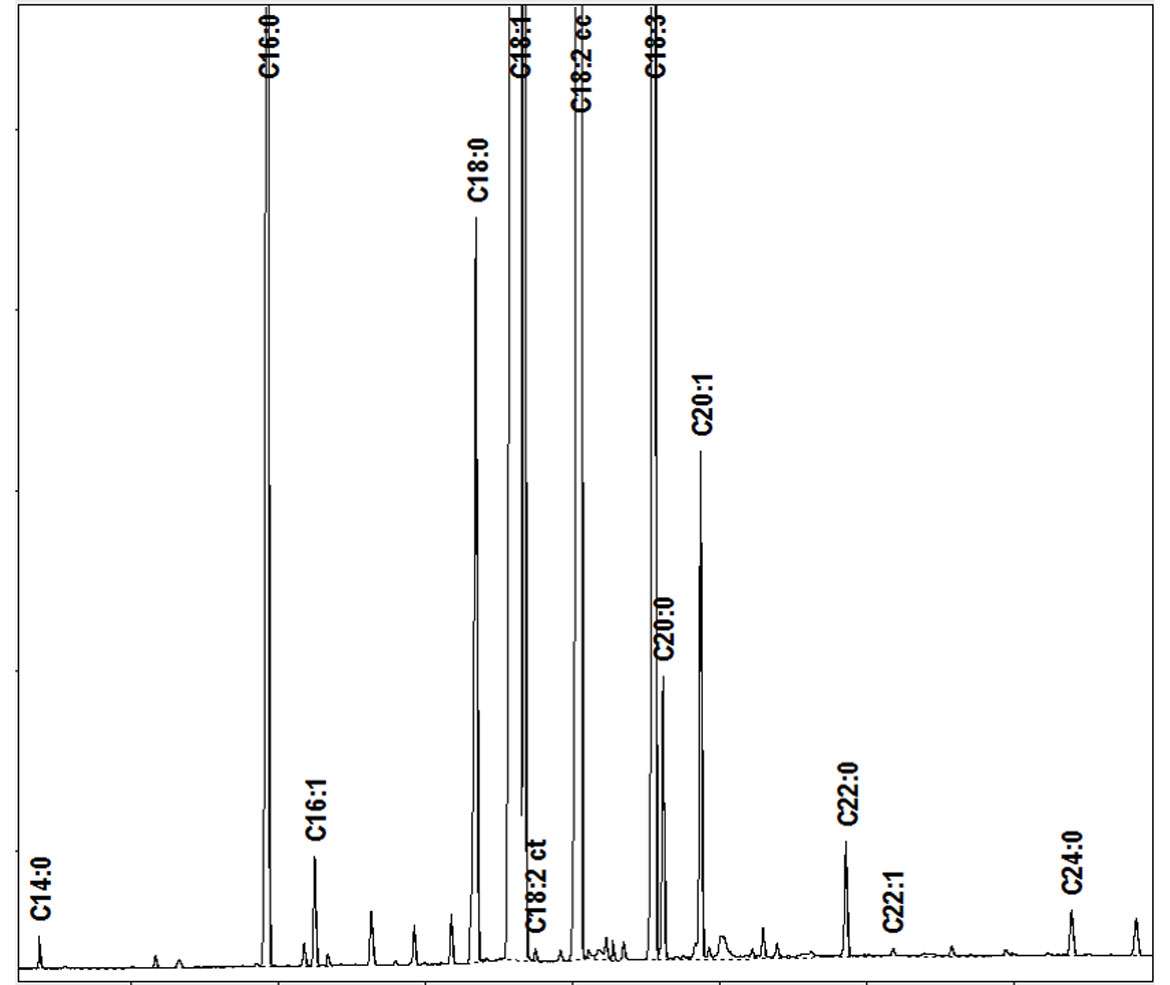 Eine Grafik eines Fettsäurechromatogramms C14 bis C24